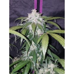 Pineapple Express Auto Fast Buds immagine 8