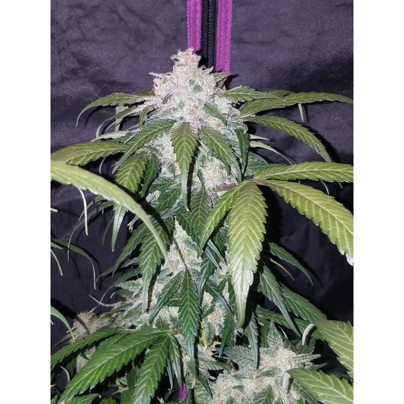 Pineapple Express Auto Fast Buds immagine 8