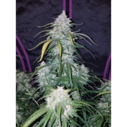 Pineapple Express Auto Fast Buds immagine 9
