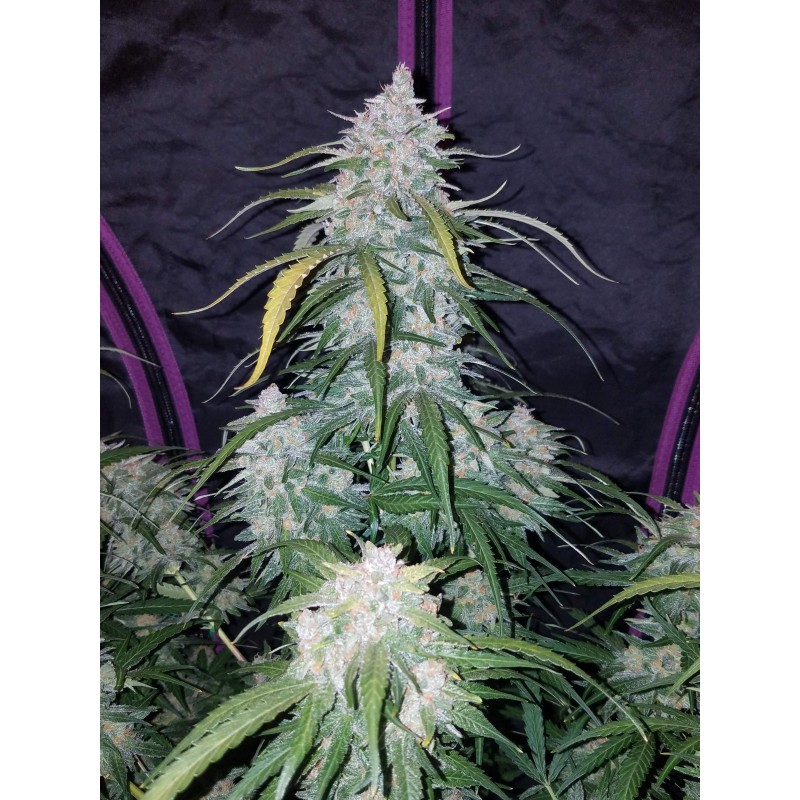 Pineapple Express Auto Fast Buds immagine 9