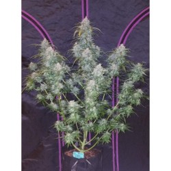 Pineapple Express Auto Fast Buds immagine 10