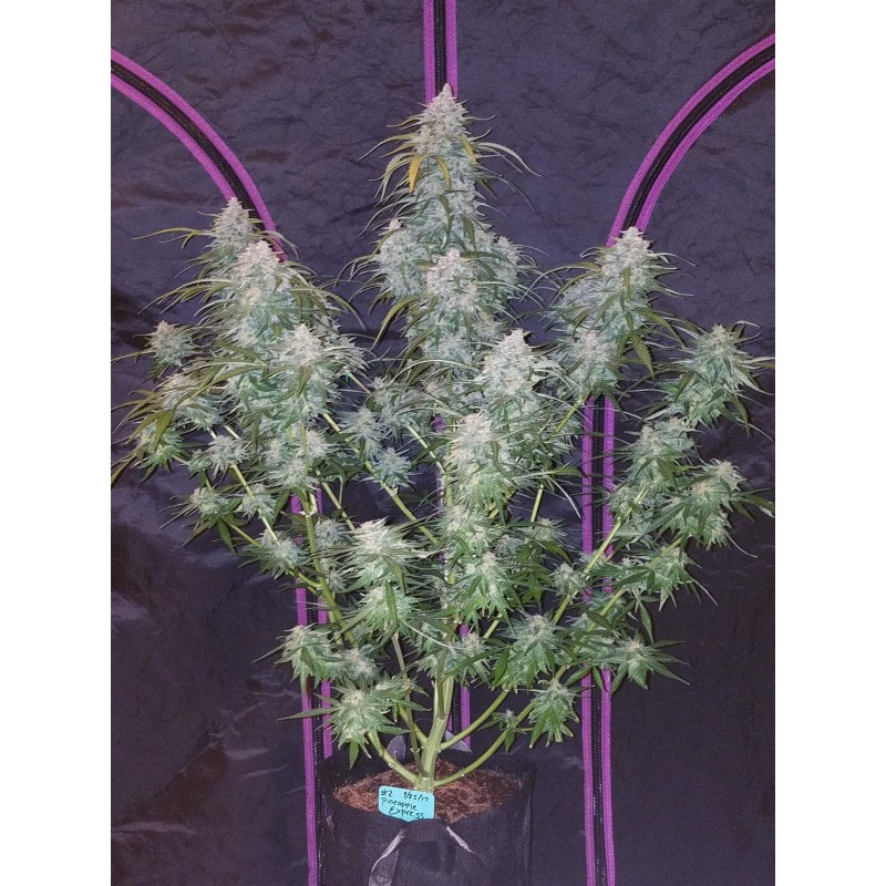 Pineapple Express Auto Fast Buds immagine 10