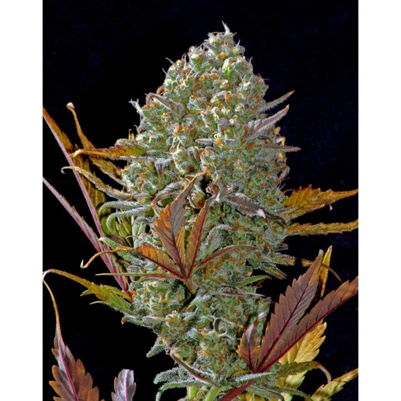 Pineapple Express Auto Fast Buds immagine 11