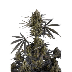 Pound Cake Auto Fast Buds
