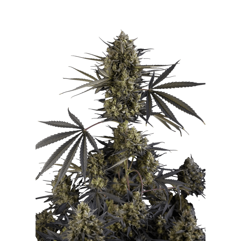 Pound Cake Auto Fast Buds
