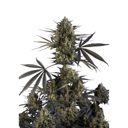 Pound Cake Auto Fast Buds