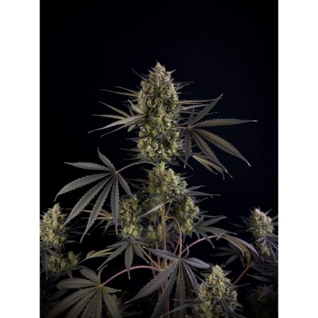 Pound Cake Auto Fast Buds immagine 2