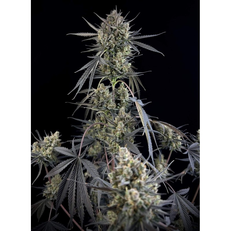 Pound Cake Auto Fast Buds immagine 3