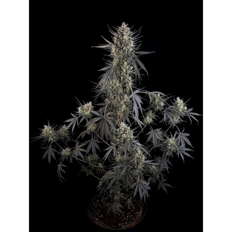 Pound Cake Auto Fast Buds immagine 4