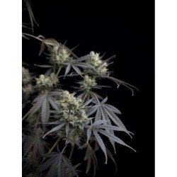 Pound Cake Auto Fast Buds immagine 5
