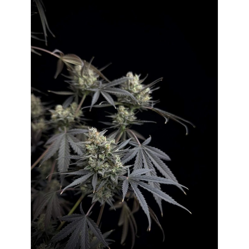 Pound Cake Auto Fast Buds immagine 5