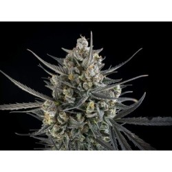 Pound Cake Auto Fast Buds immagine 6