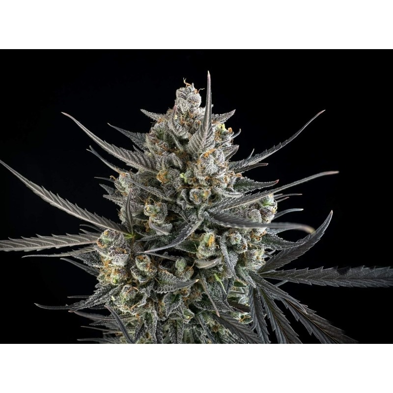 Pound Cake Auto Fast Buds immagine 6