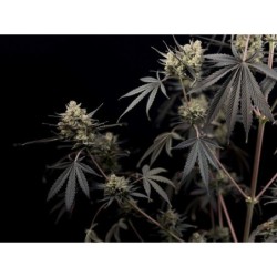 Pound Cake Auto Fast Buds immagine 7