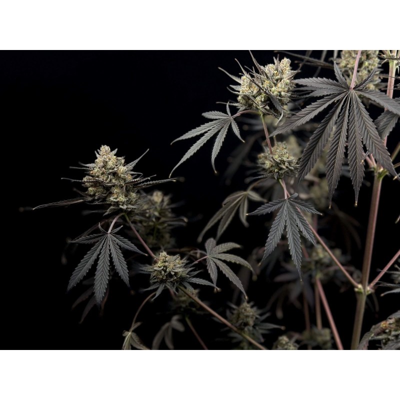 Pound Cake Auto Fast Buds immagine 7