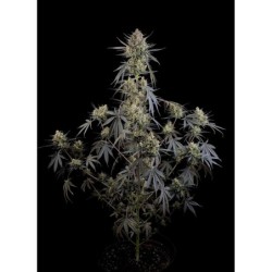 Pound Cake Auto Fast Buds immagine 8