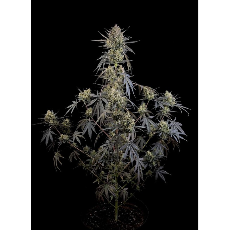 Pound Cake Auto Fast Buds immagine 8