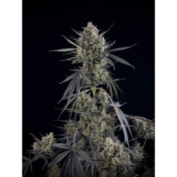 Pound Cake Auto Fast Buds immagine 9