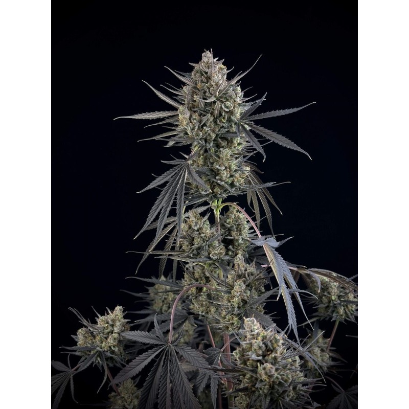 Pound Cake Auto Fast Buds immagine 9