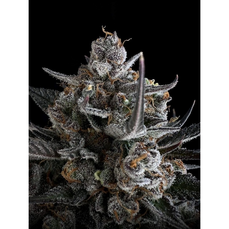 Pound Cake Auto Fast Buds immagine 10