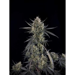 Pound Cake Auto Fast Buds immagine 11