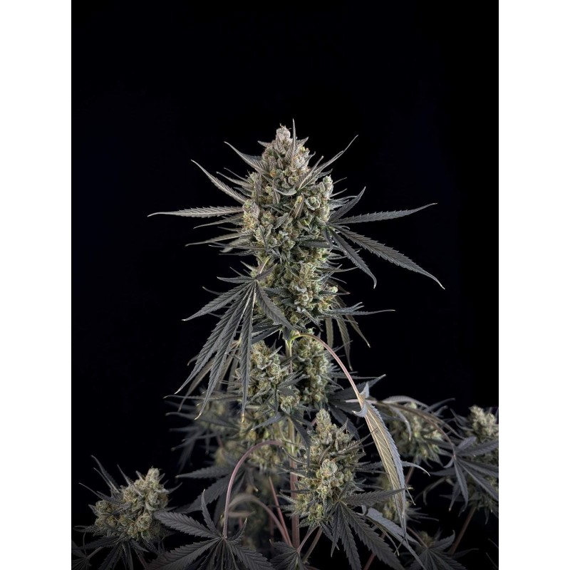 Pound Cake Auto Fast Buds immagine 11