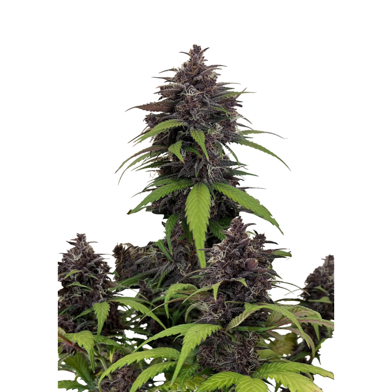 Purple Haze Auto Fast Buds