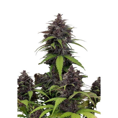 Purple Haze Auto Fast Buds