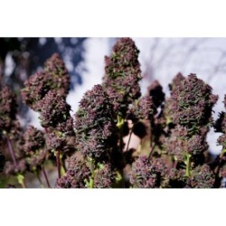 Purple Haze Auto Fast Buds immagine 2