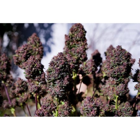Purple Haze Auto Fast Buds immagine 2