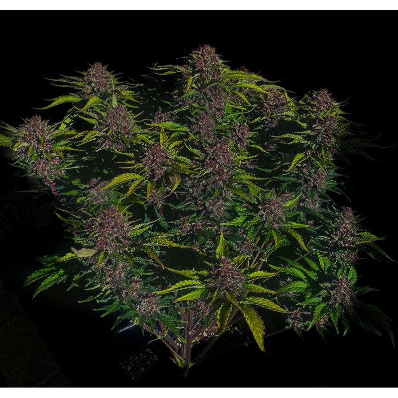 Purple Haze Auto Fast Buds immagine 3