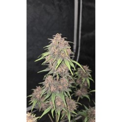 Purple Haze Auto Fast Buds immagine 4