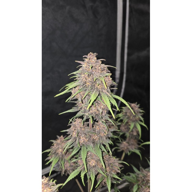 Purple Haze Auto Fast Buds immagine 4