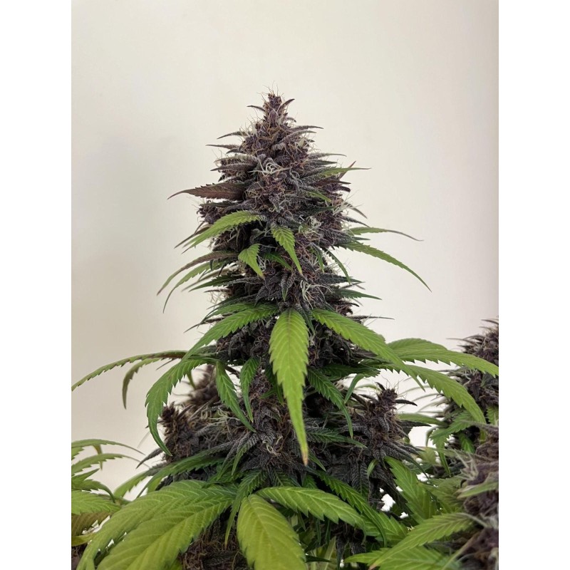 Purple Haze Auto Fast Buds immagine 5