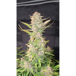 Purple Haze Auto Fast Buds immagine 6