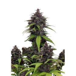 Purple Haze Auto Fast Buds immagine 8