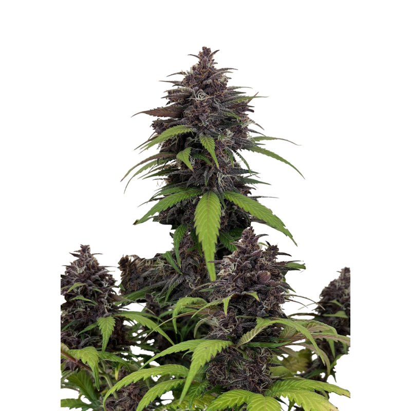 Purple Haze Auto Fast Buds immagine 8