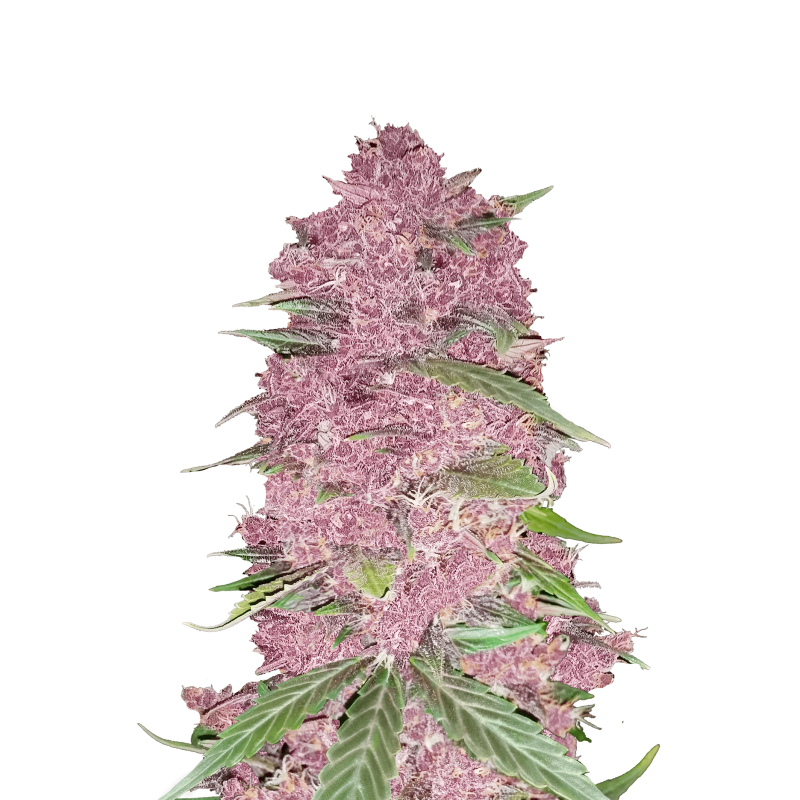 Purple Lemonade Auto Fast Buds
