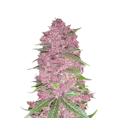 Purple Lemonade Auto Fast Buds