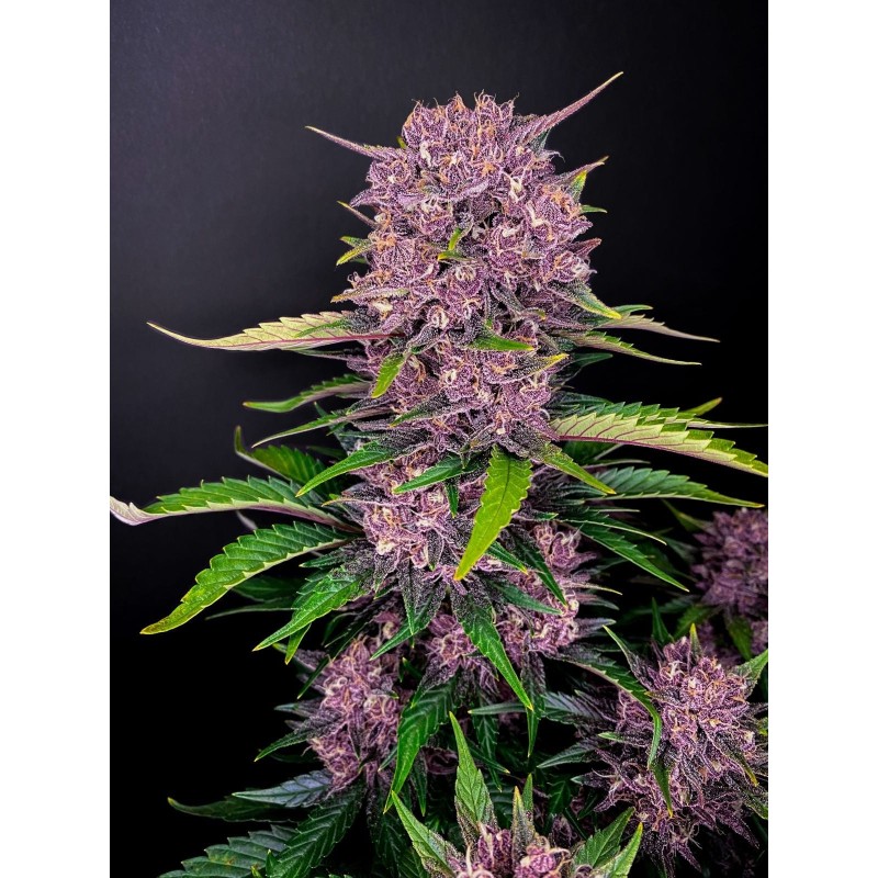 Purple Lemonade Auto Fast Buds immagine 2