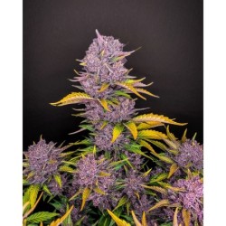 Purple Lemonade Auto Fast Buds immagine 3
