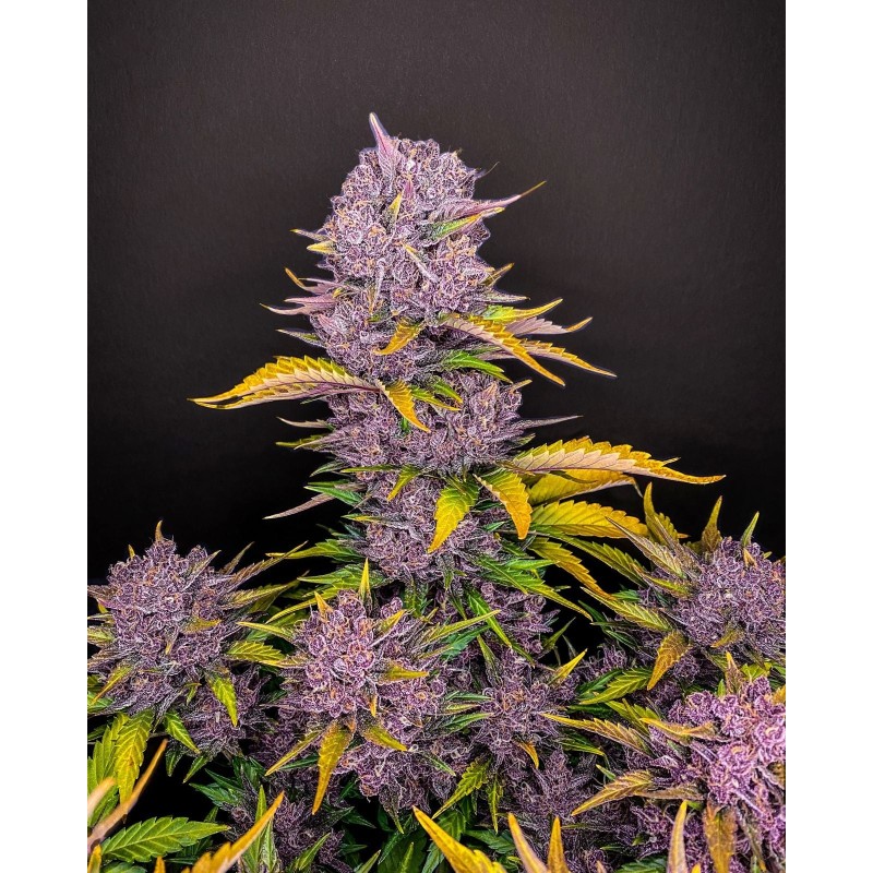 Purple Lemonade Auto Fast Buds immagine 3
