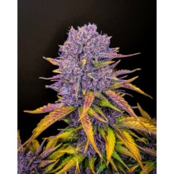 Purple Lemonade Auto Fast Buds immagine 4