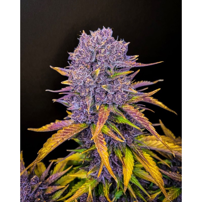 Purple Lemonade Auto Fast Buds immagine 4
