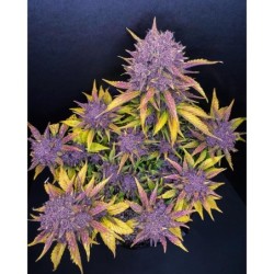 Purple Lemonade Auto Fast Buds immagine 5
