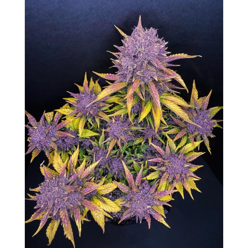 Purple Lemonade Auto Fast Buds immagine 5