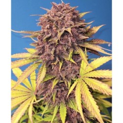 Purple Lemonade Auto Fast Buds immagine 6