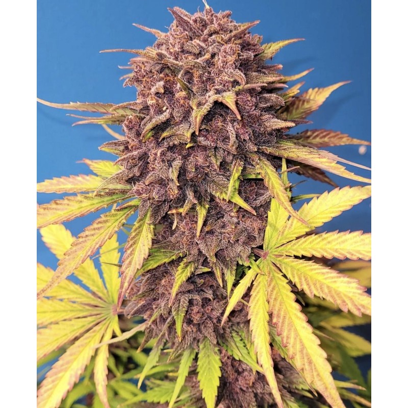 Purple Lemonade Auto Fast Buds immagine 6