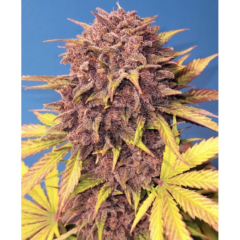 Purple Lemonade Auto Fast Buds immagine 7