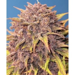 Purple Lemonade Auto Fast Buds immagine 8